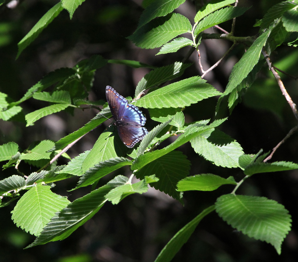 OWLET/VERNON5222012MRTRAPP034X1000.jpg