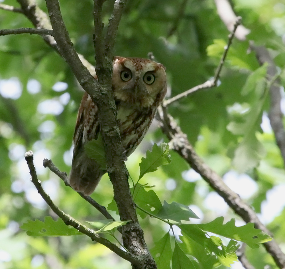 OWLET/VERNON5232010MRTRAPP004X1000.jpg