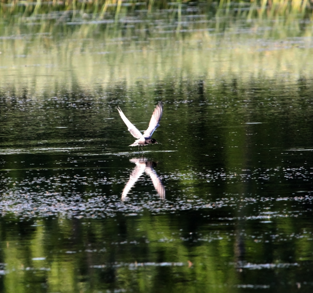 OWLET/VERNON5302012MRTRAPP031X1000.jpg