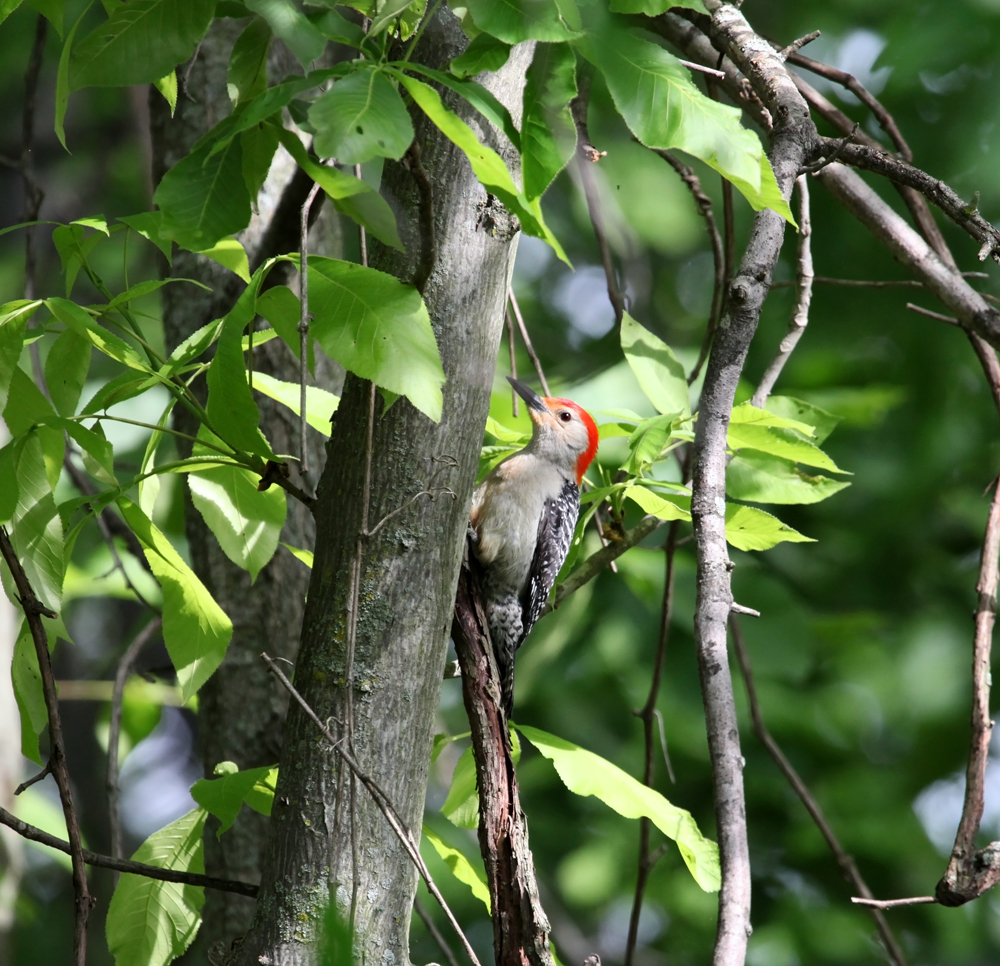 OWLET/VERNON5302012MRTRAPP117X1000.jpg