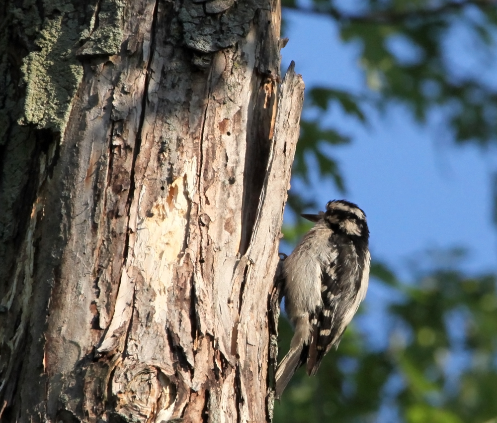 OWLET/VERNON6022012MRTRAPP014X1000.jpg