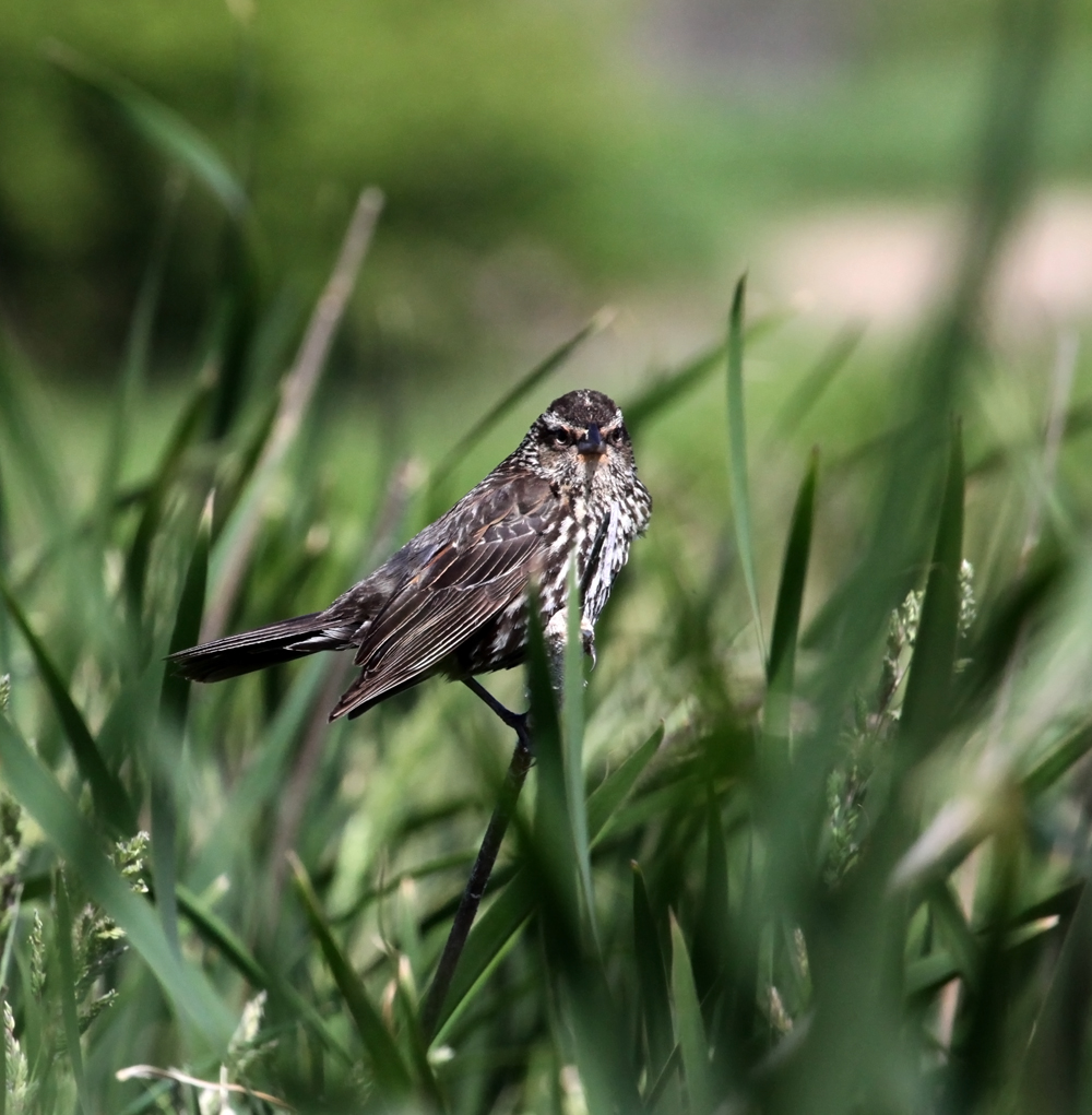 OWLET/VERNON6022012MRTRAPP085X1000.jpg