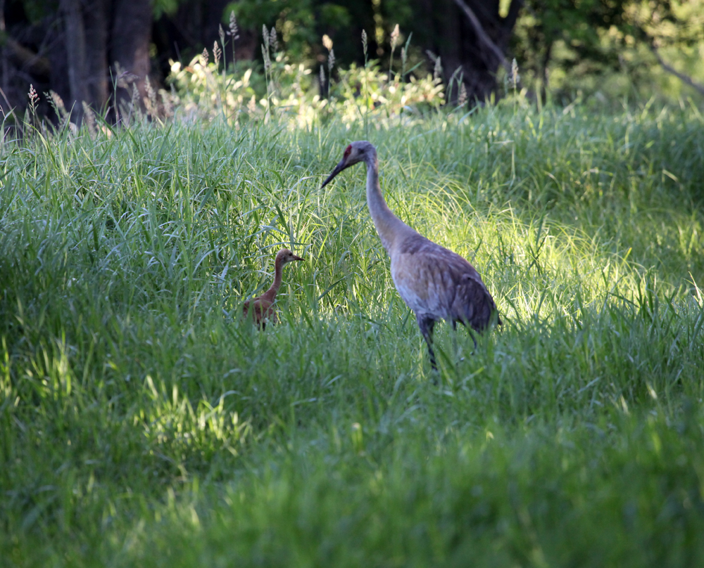 OWLET/VERNON6032012MRTRAPP003X1000.jpg