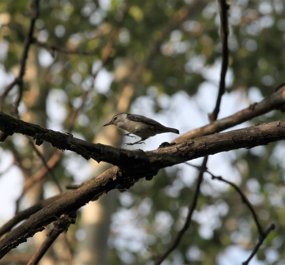 OWLET/VERNON6102012MMRTRAPP047X1000.jpg