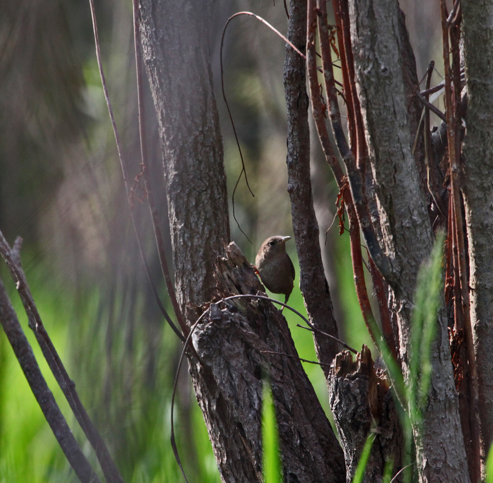 OWLET/VERNON6182011MRT089x1000.jpg