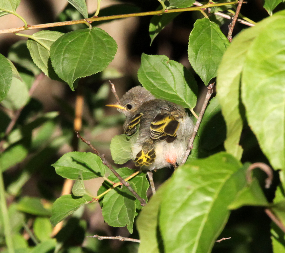 OWLET/VERNON6252012MRTRAPPX1000jpg.jpg