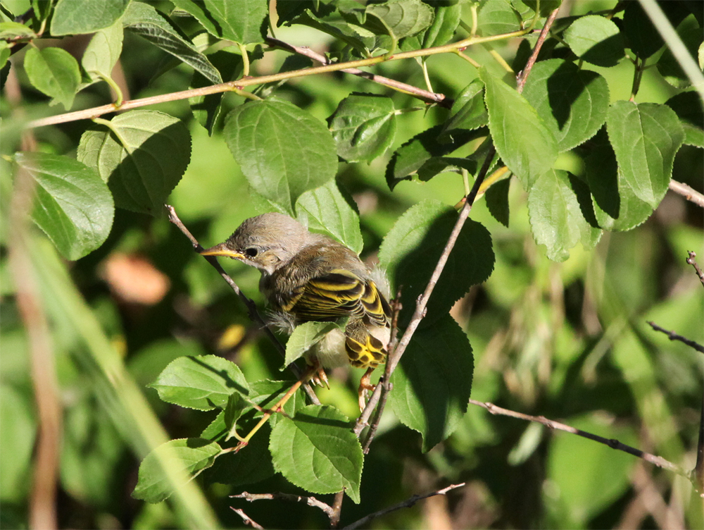 OWLET/VERNON6252012MRTRAPPX1000jpg.jpg