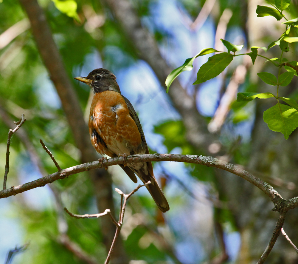 OWLET/VERNON6262011MRT036X1000.jpg