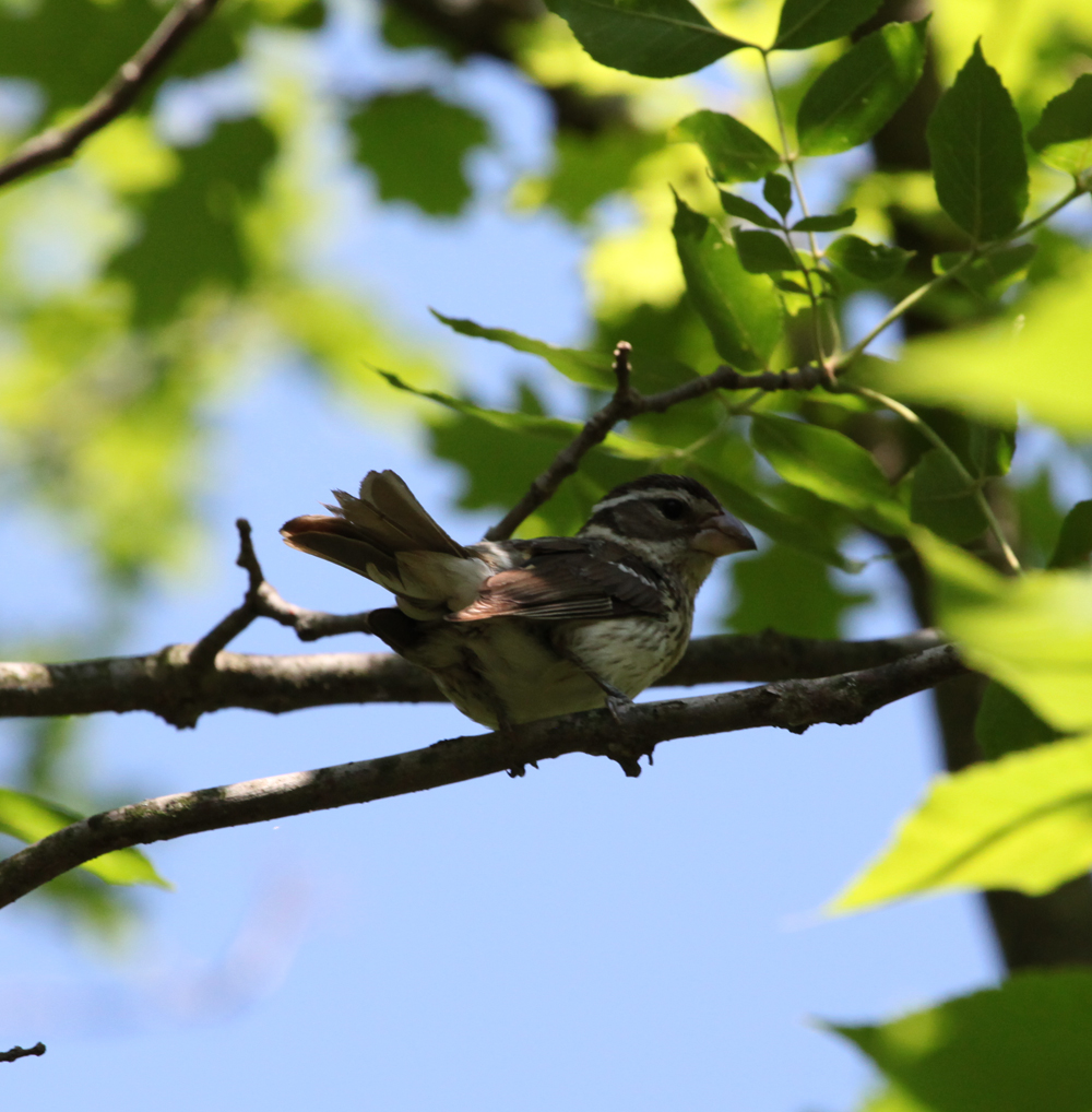 OWLET/VERNON6262011MRT039X1000.jpg