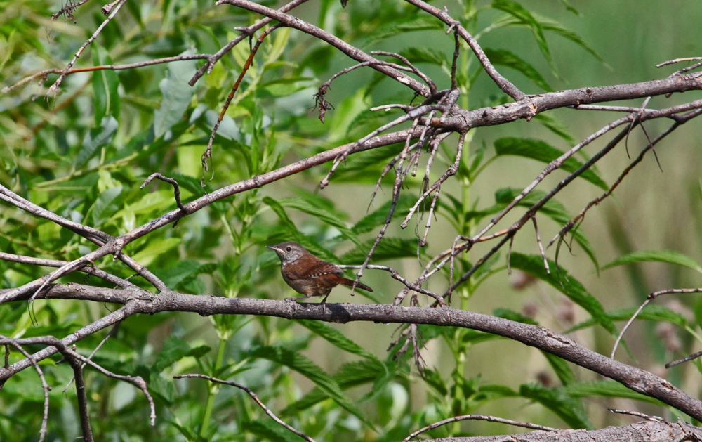 OWLET/VERNON7032011MRT081X1000.jpg