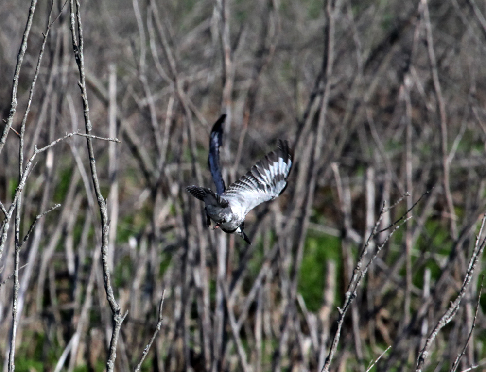 OWLET/VERNON7162012MRT038X1000.jpg