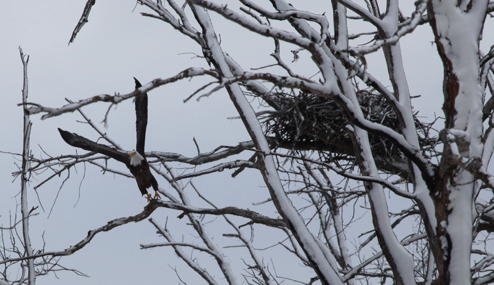 OWLET/VERNONFROGALLEY12212012MRTX089X1000x2.jpg