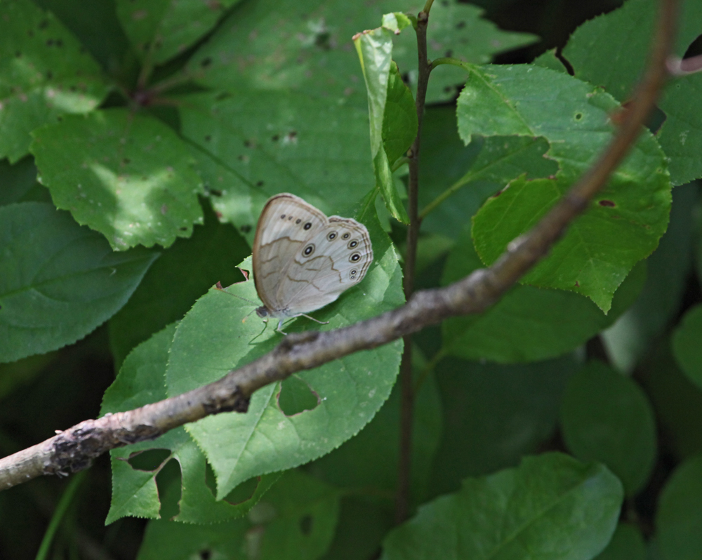 OWLET/VERNONFROGALLY7082011MRT137X1000.jpg