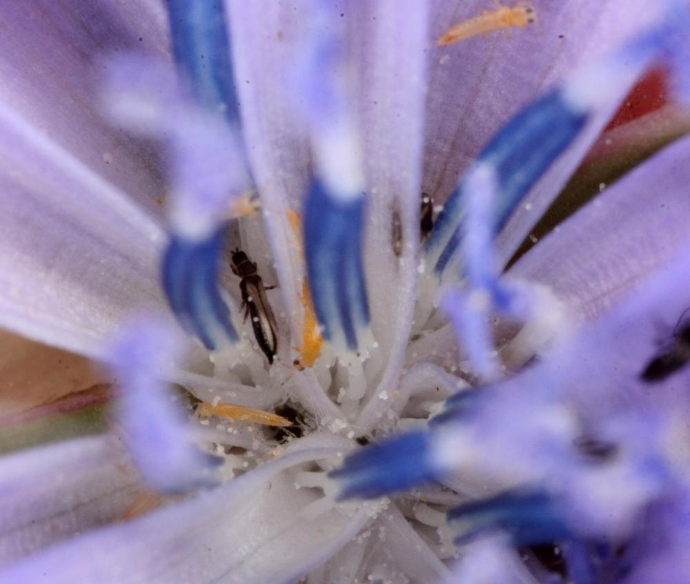 OWLET/VERNONLW7122012VJTMACRO106X1000.jpg