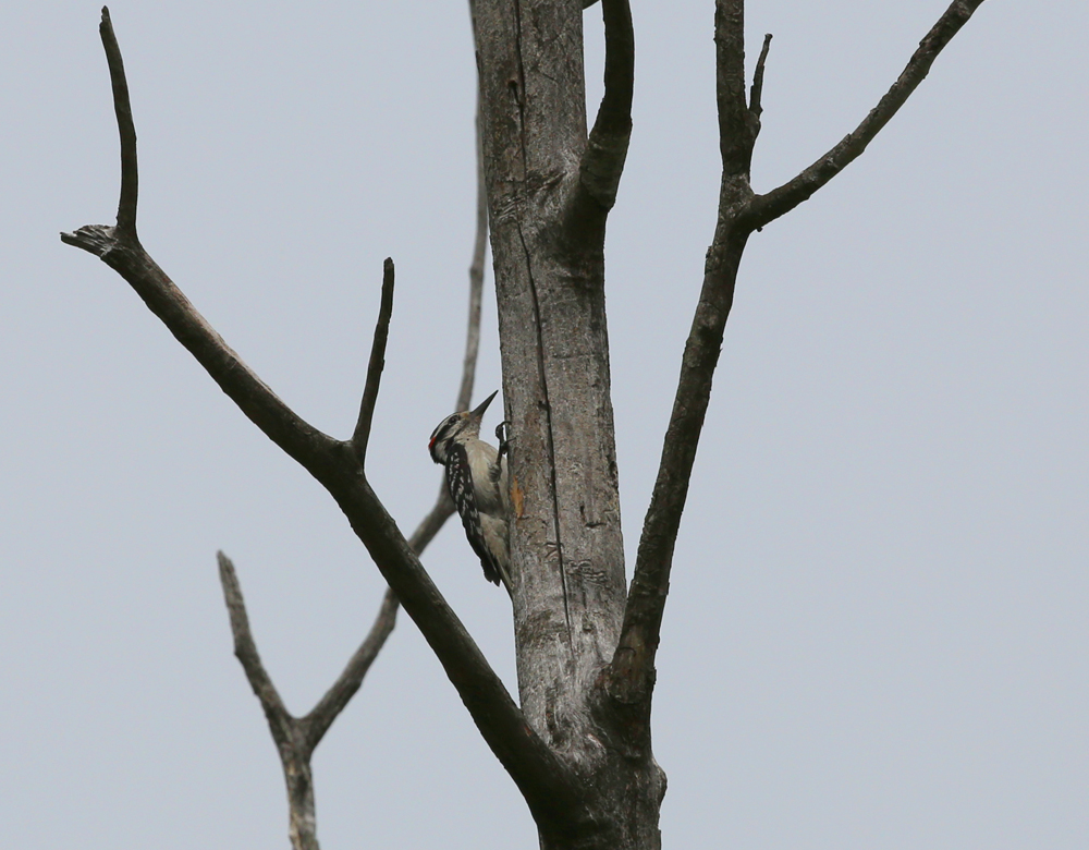 OWLET/VERNONMARSGUPLOWER5262013MRT042X1000.jpg