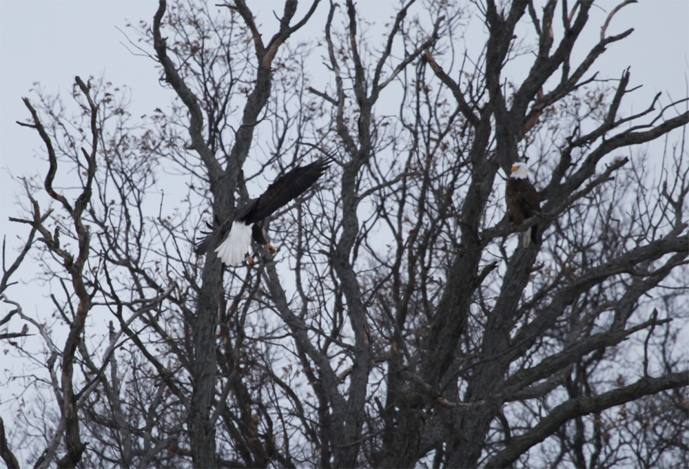 OWLET/VERNONMARSH12272012MRT075X1000.jpg