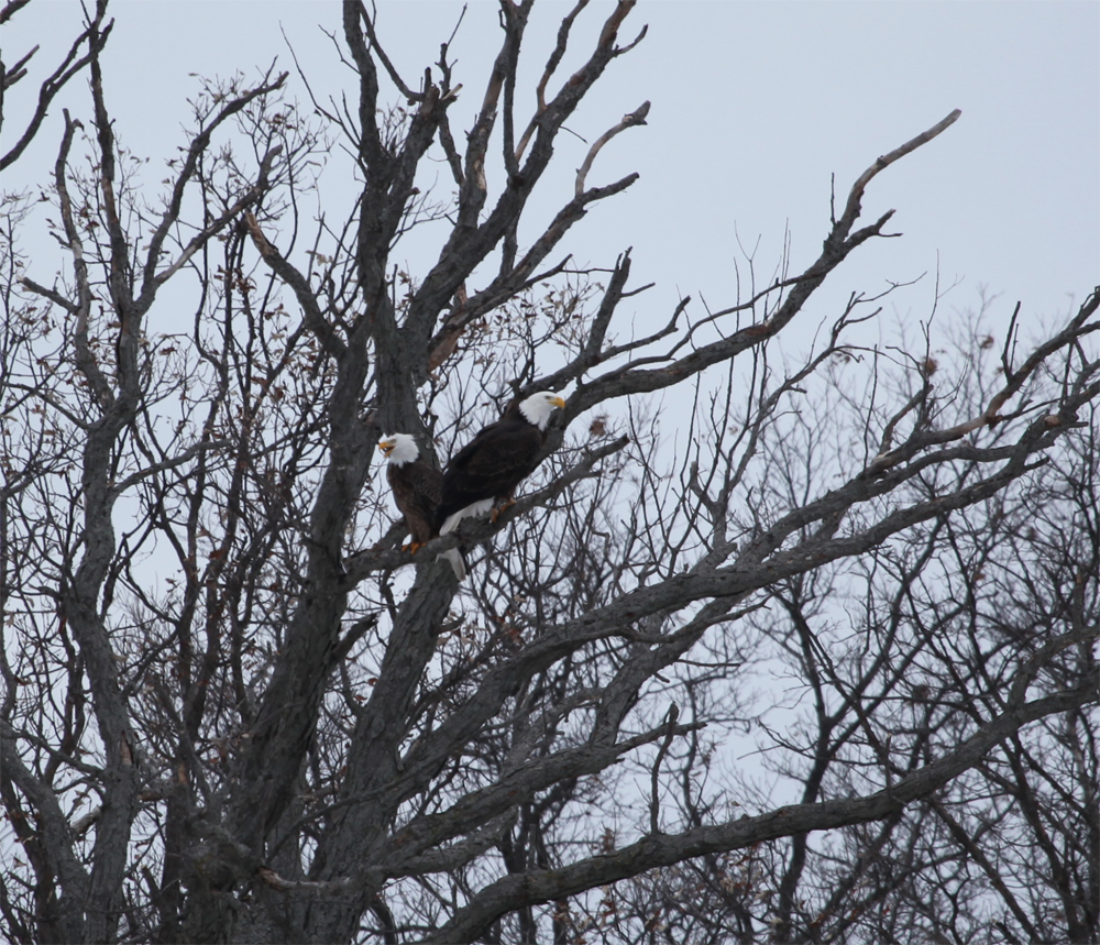 OWLET/VERNONMARSH12272012MRT075X1000.jpg