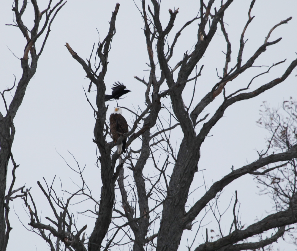 OWLET/VERNONMARSH12272012MRT075X1000.jpg