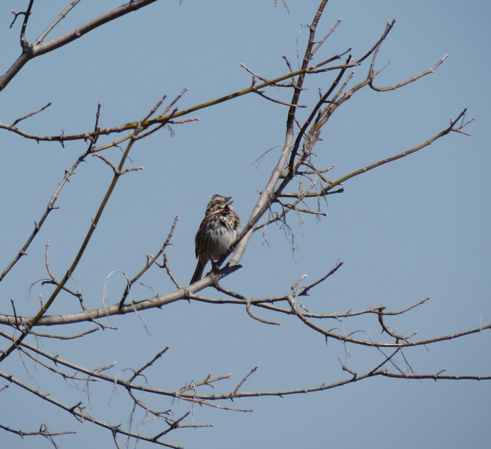 OWLET/VERNONMARSH4042013MRT.jpg