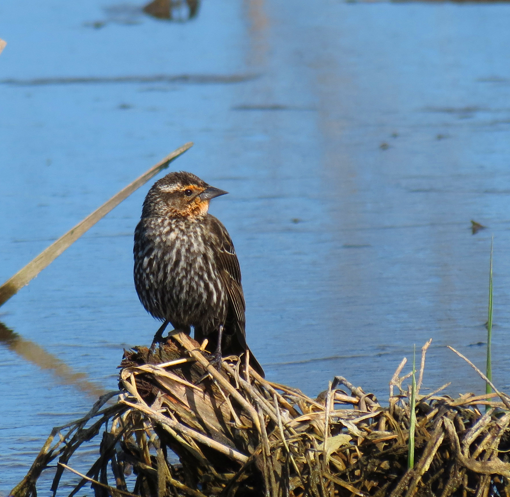 OWLET/VERNONMARSH5072013VJT001X1000.jpg