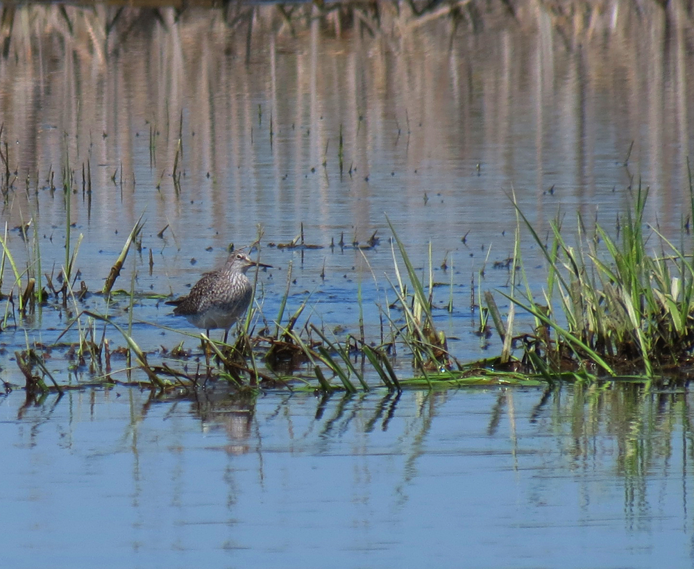 OWLET/VERNONMARSH5072013VJT041X1000.jpg