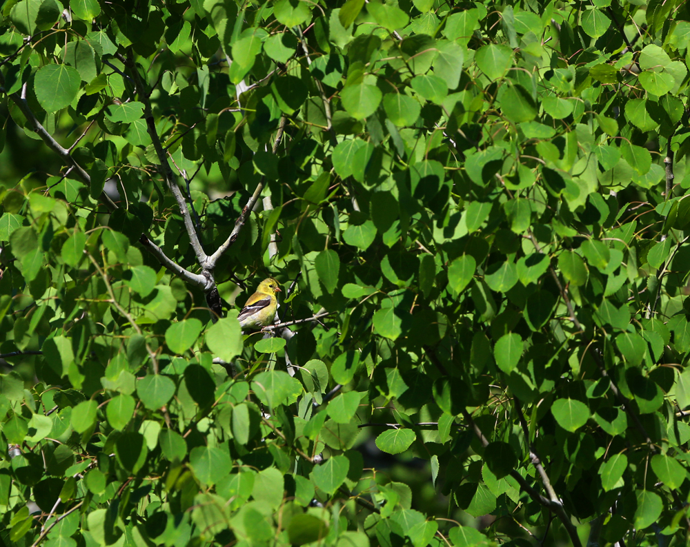 OWLET/VERNONMARSH5242013046X1000.jpg