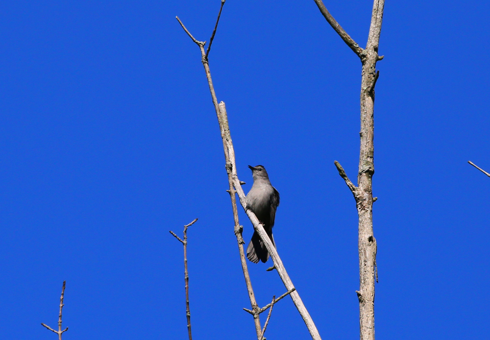 OWLET/VERNONMARSH5242013046X1000.jpg