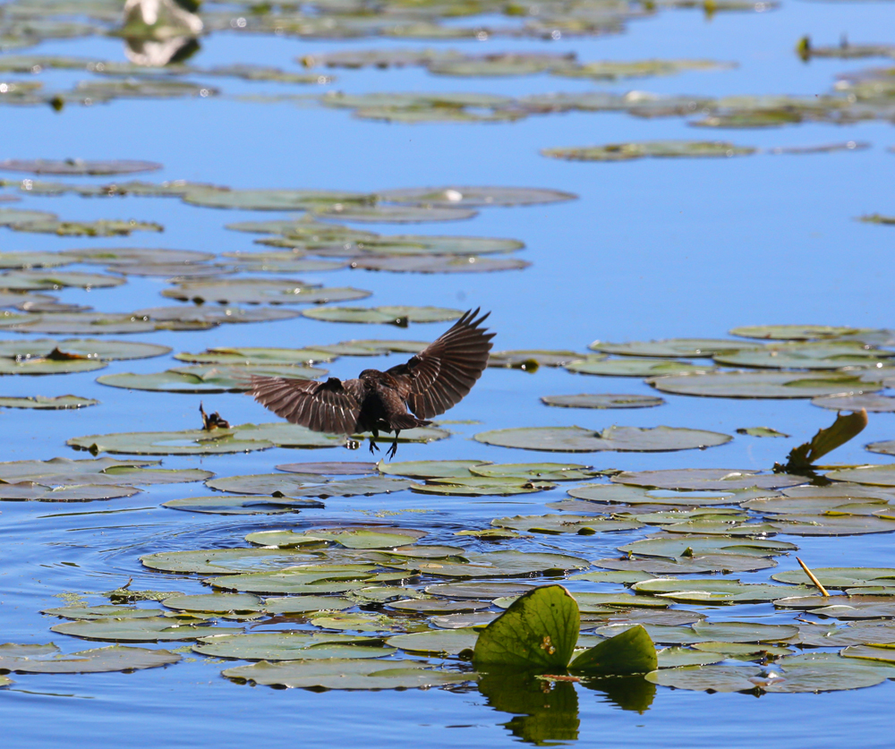 OWLET/VERNONMARSH5242013046X1000.jpg