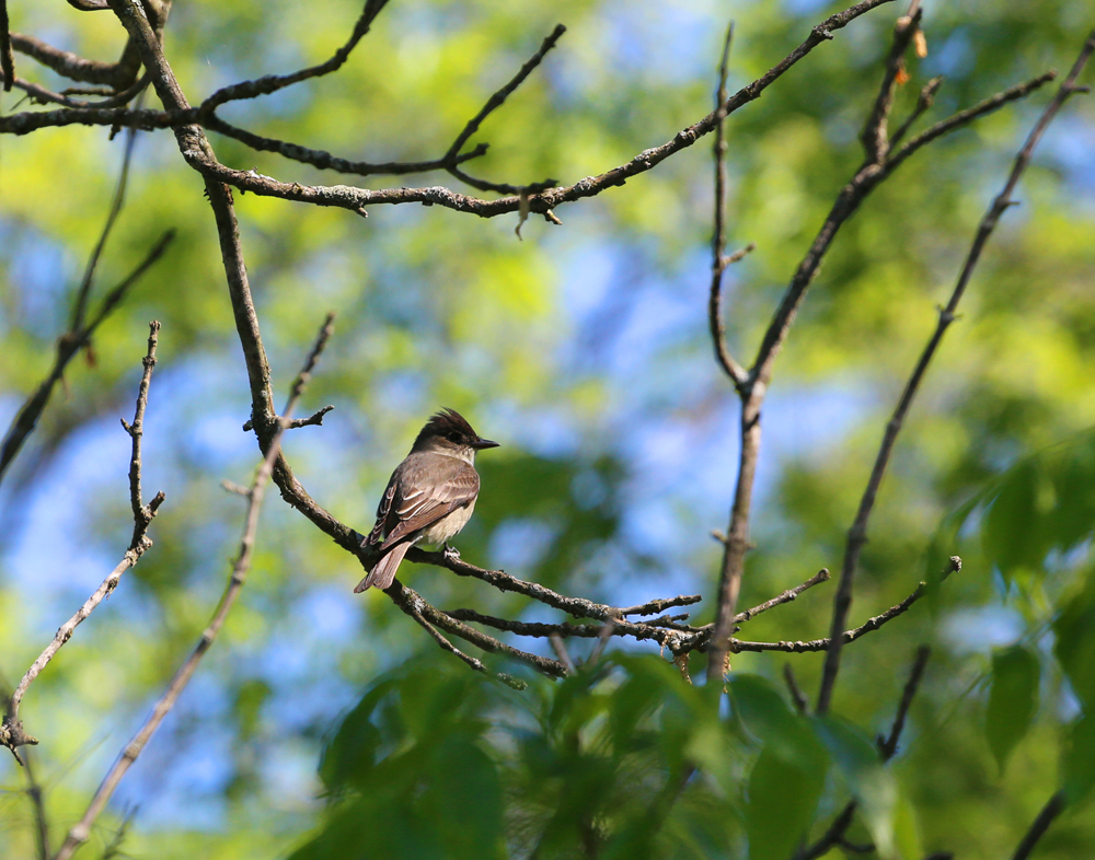 OWLET/VERNONMARSH5242013144X1000.jpg