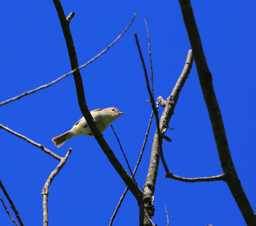 OWLET/VERNONMARSH5242013144X1000.jpg