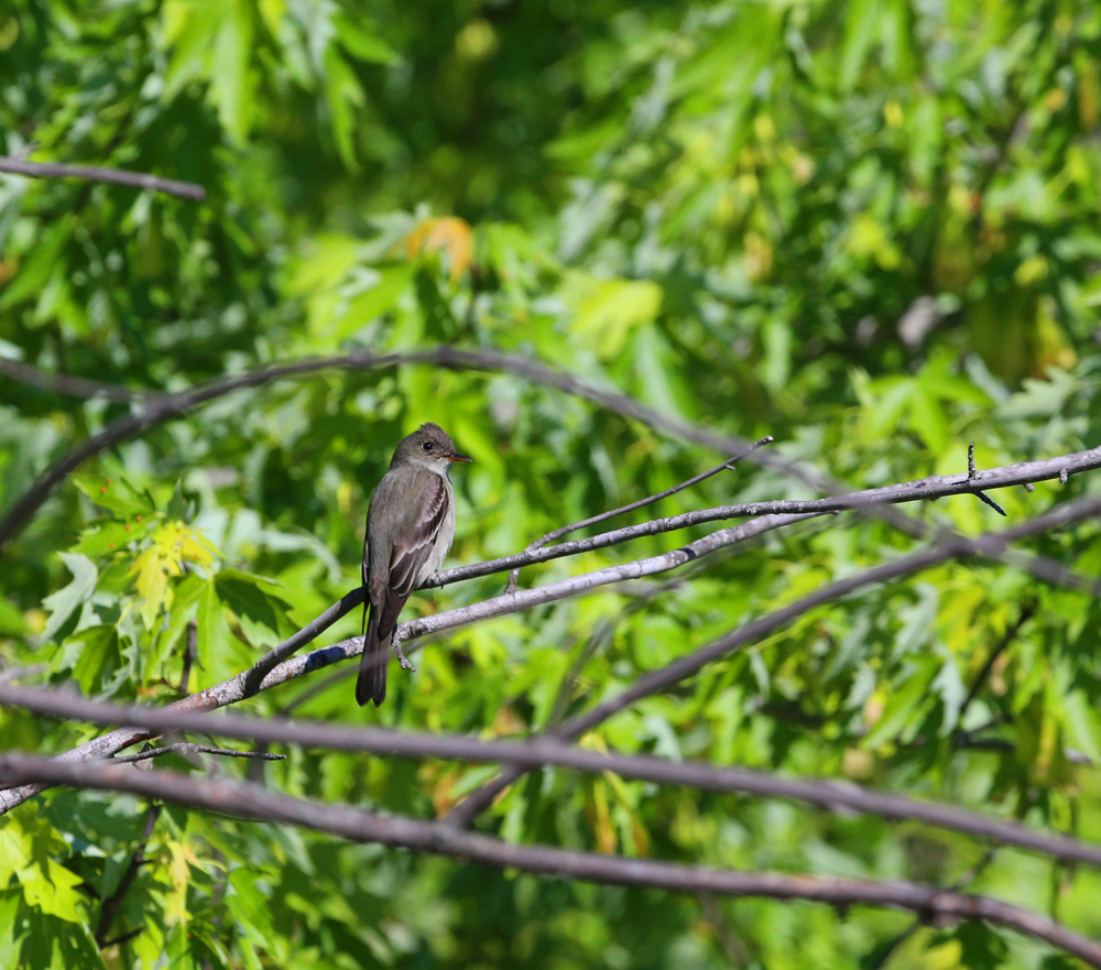 OWLET/VERNONMARSH5242013144X1000.jpg