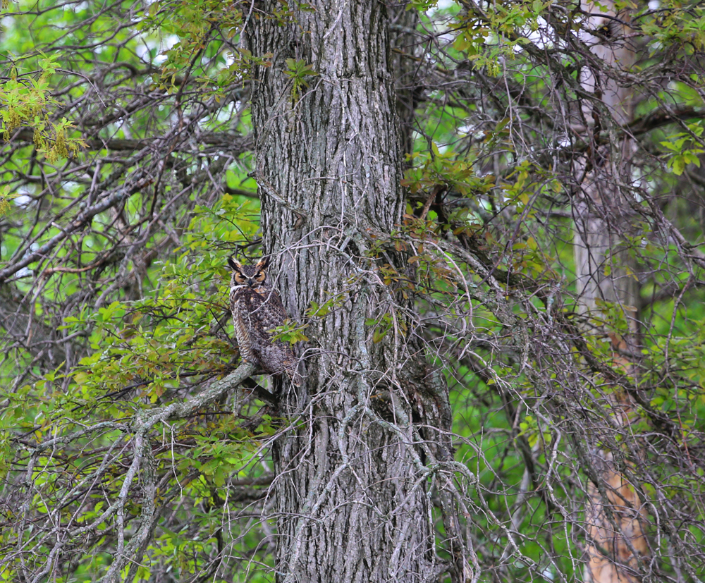 OWLET/VERNONMARSH524213004X1000.jpg