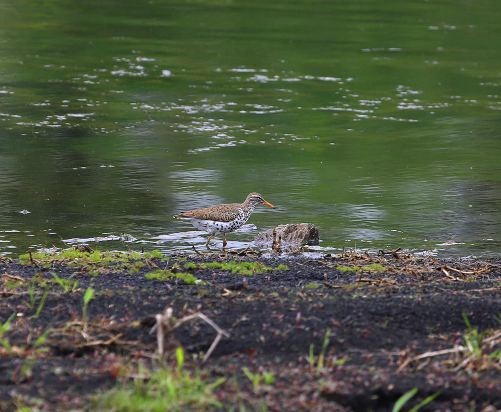 OWLET/VERNONMARSH524213038X1000.jpg