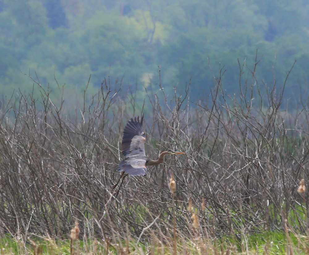 OWLET/VERNONMARSH524213004X1000.jpg