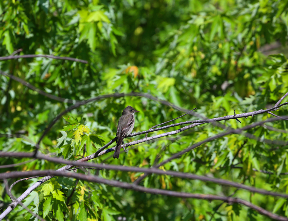 OWLET/VERNONMARSH5242013046X1000.jpg