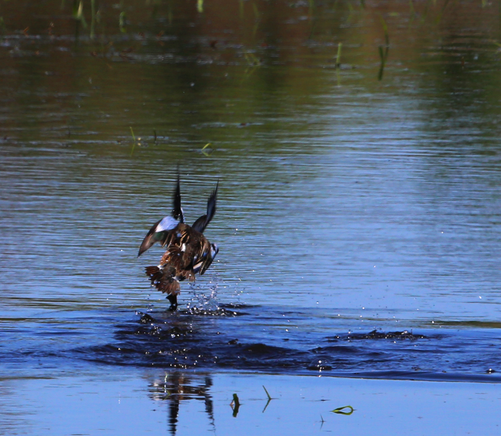 OWLET/VERNONMARSH5242013144X1000.jpg