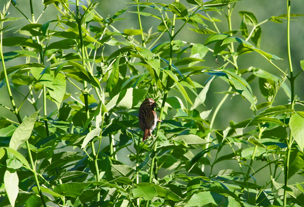 OWLET/VERNONMARSH6122011MRT0111X1000.jpg