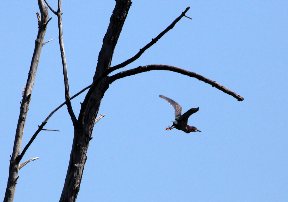 OWLET/VERNONMARSH6122011MRT202X1000.jpg