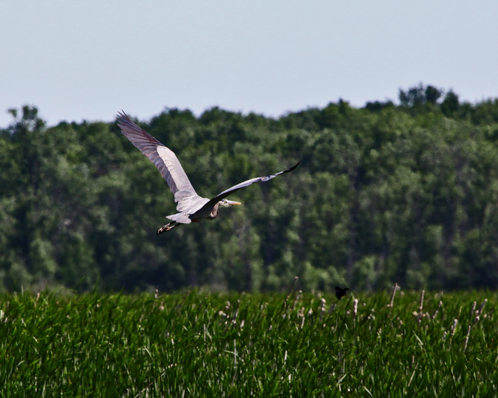 OWLET/VERNONMARSH6122011MRT231X1000.jpg