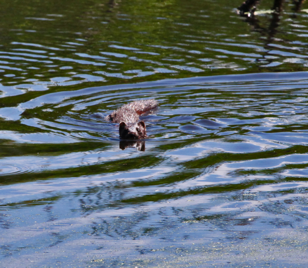 OWLET/VERNONMARSH6122011MRT252X1000.jpg