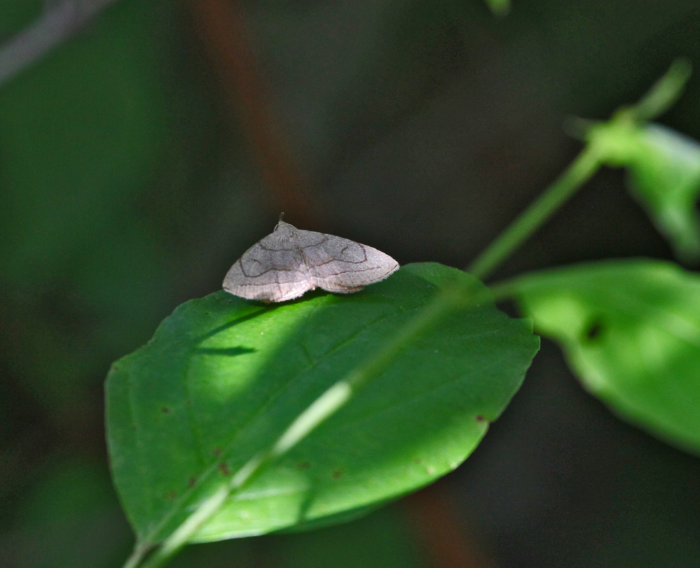 OWLET/VERNONMARSH6122011MRT547X1000.jpg