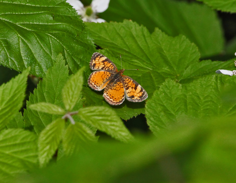 OWLET/VERNONMARSH6122011MRT547X1000.jpg