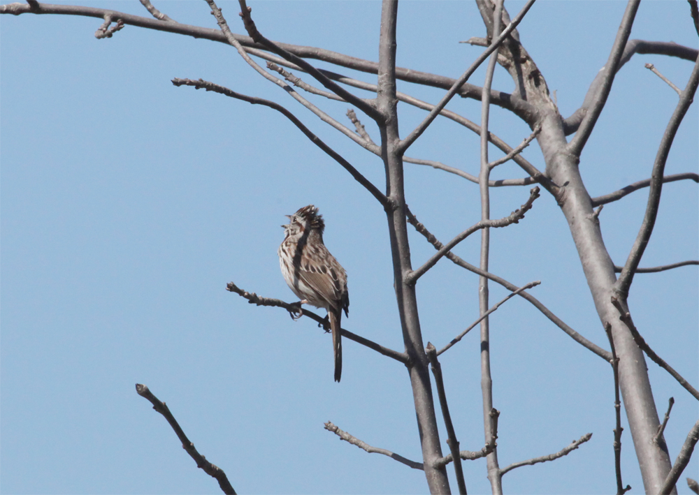 OWLET/VERNONMARSHFALLEYUPPER4042013MRT150X1000.jpg