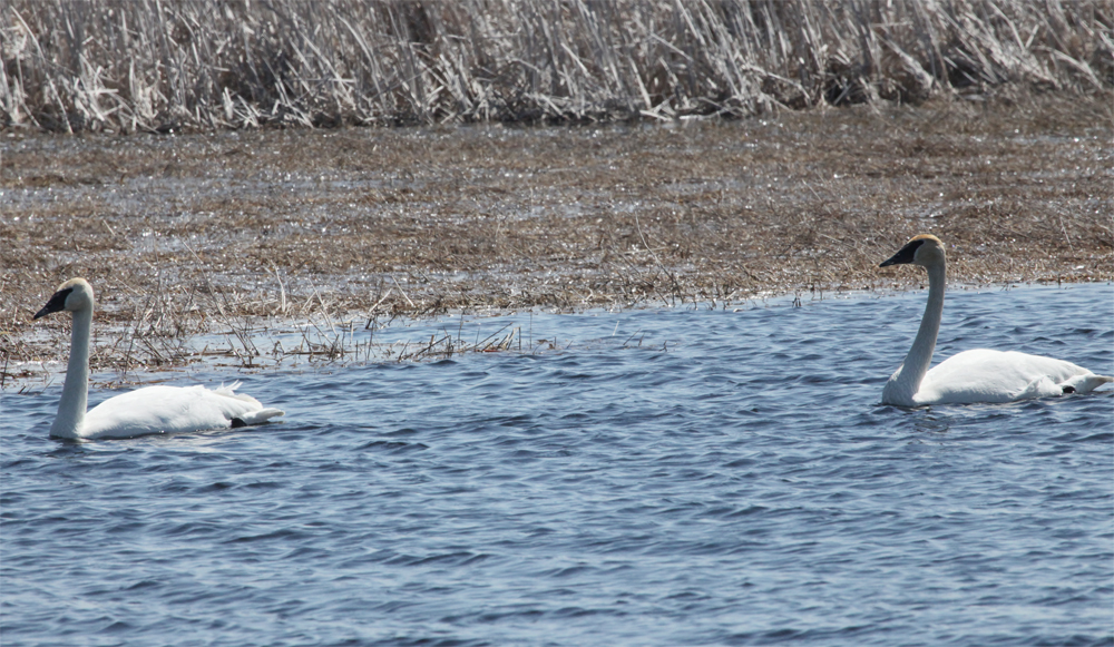 OWLET/VERNONMARSHFALLEYUPPER4042013MRT243X1000.jpg