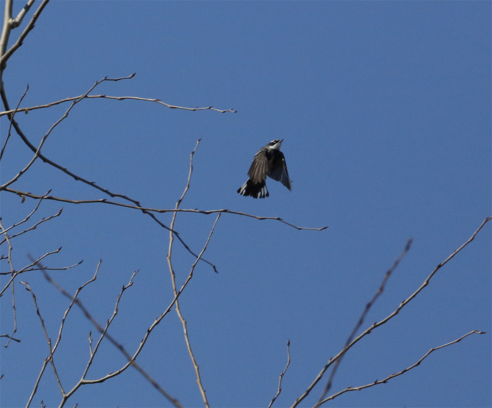 OWLET/VERNONMARSHNEND4242013MRT257X1000.jpg