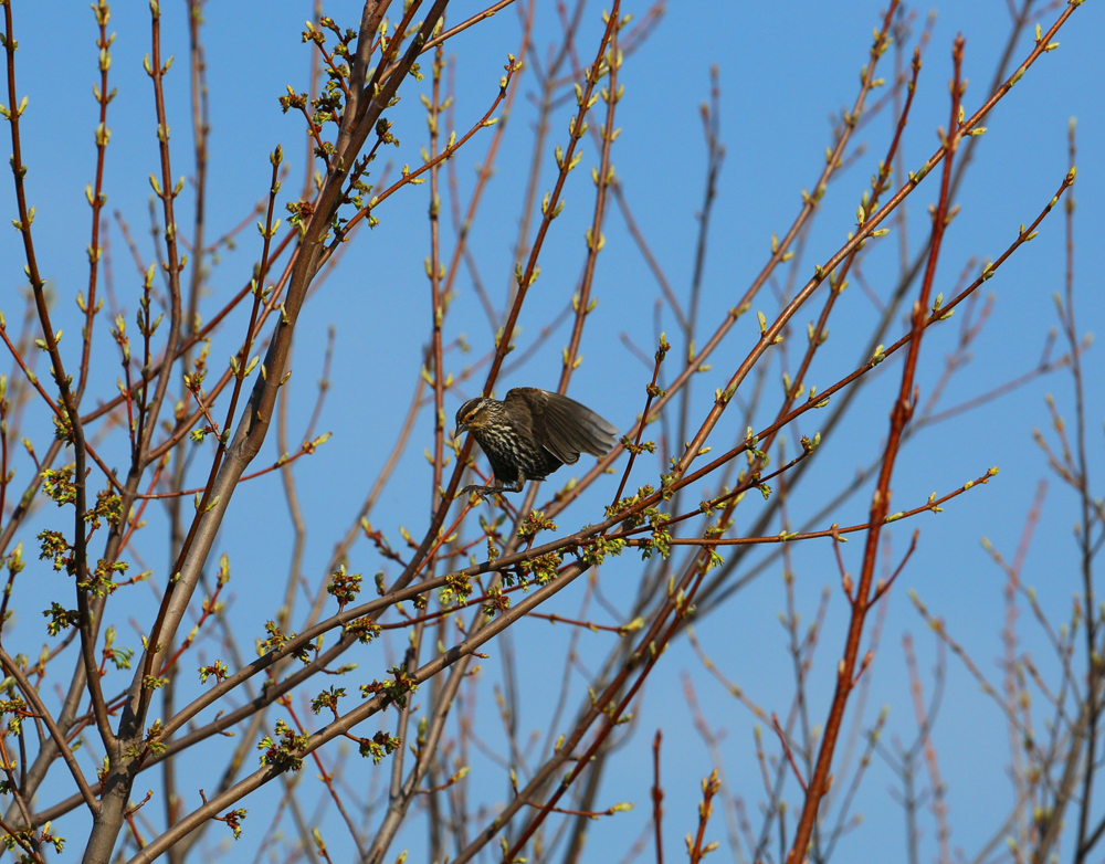 OWLET/VERNONMARSHNEND5012013MRT170x1000.jpg