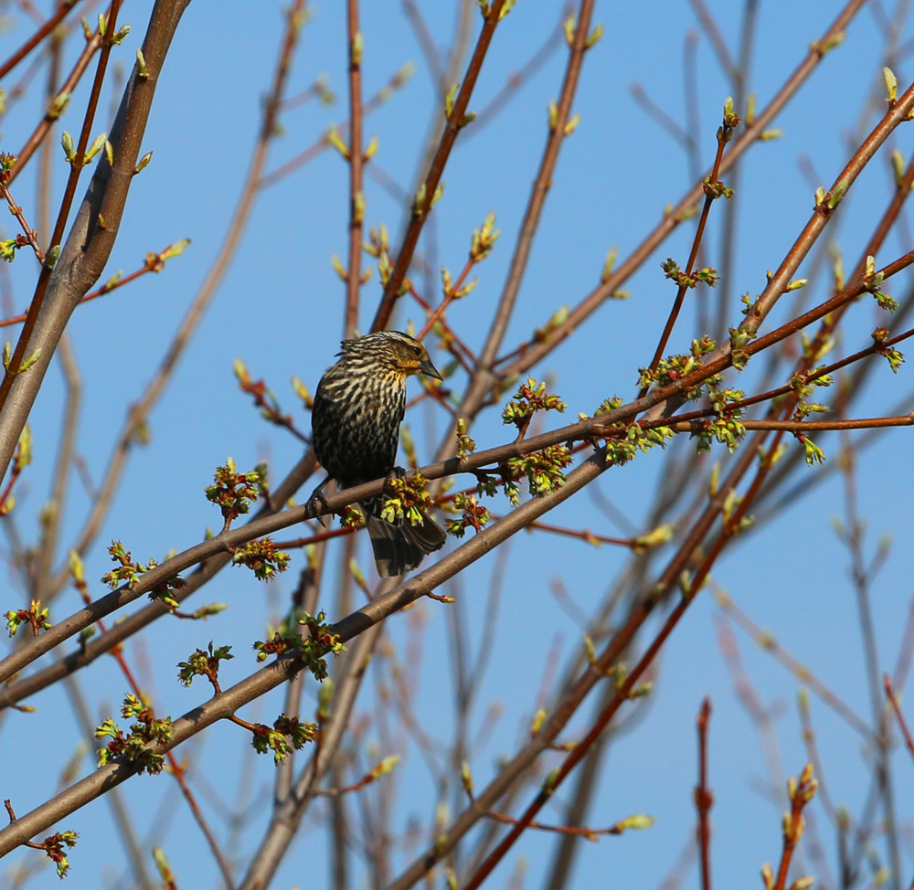 OWLET/VERNONMARSHNEND5012013MRT170x1000.jpg