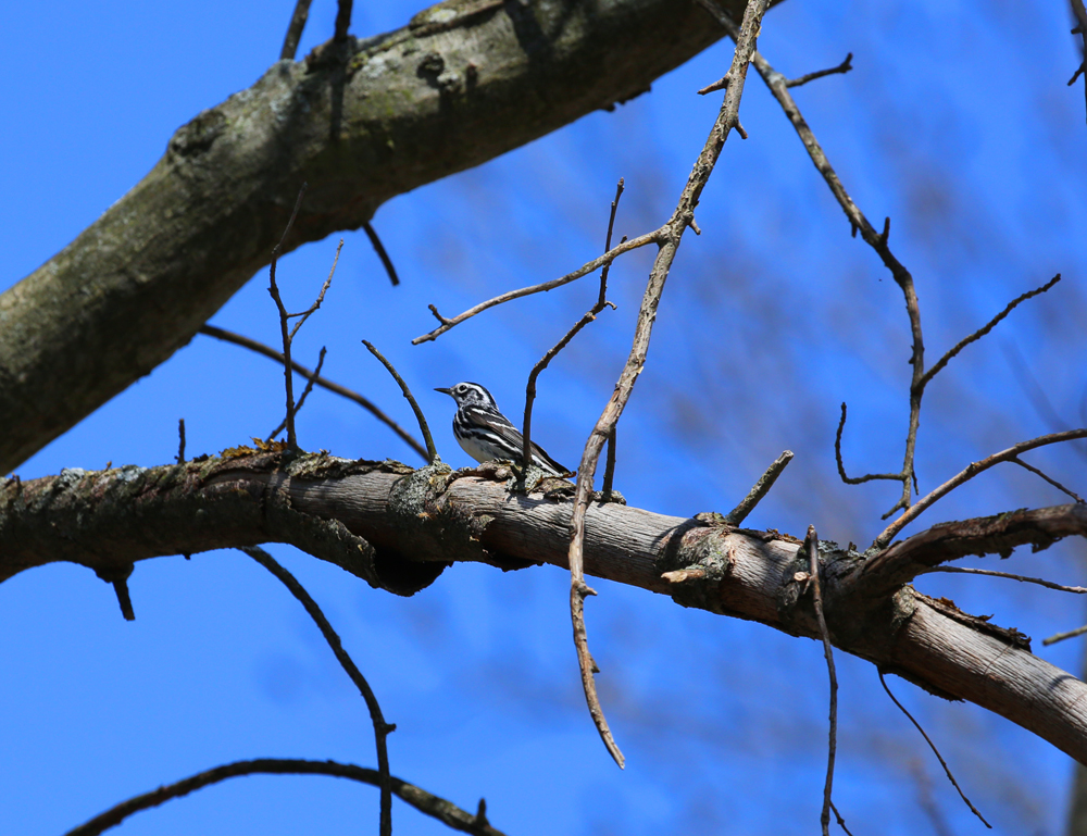 OWLET/VERNONMARSHNEND5012013MRT205X1000.jpg