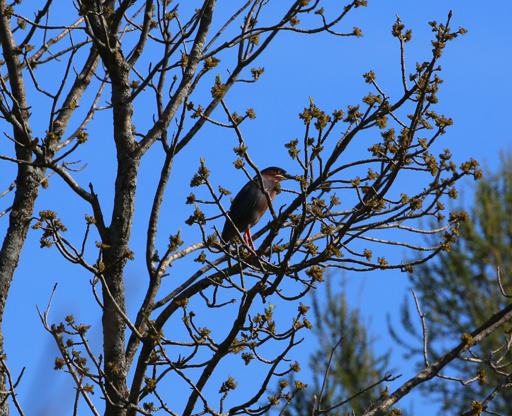 OWLET/VERNONMARSHNEND5072013127X1000.jpg