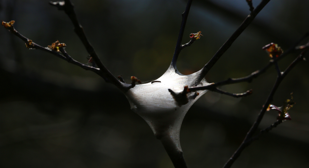 OWLET/VERNONMARSHNEND5072013037X1000.jpg